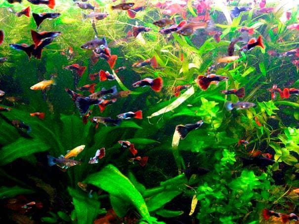 Гуппи в аквариуме Гуппи в аквариуме