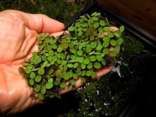 Минима (Salvinia minima) Минима (Salvinia minima)