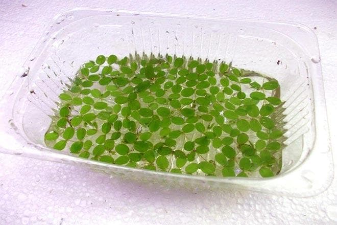 Вегетативное размножение Вегетативное размножение