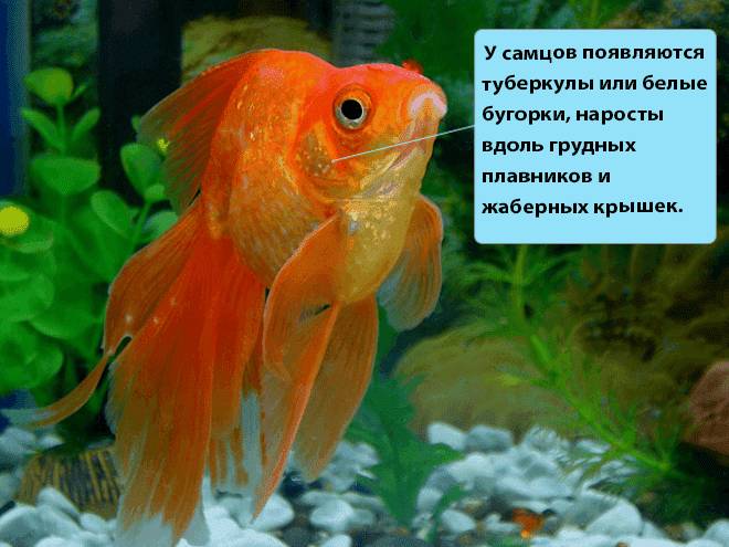 вуалехвост самец вуалехвост самец