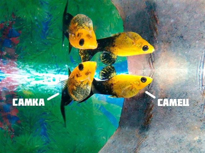 Самец и самка моллинезии