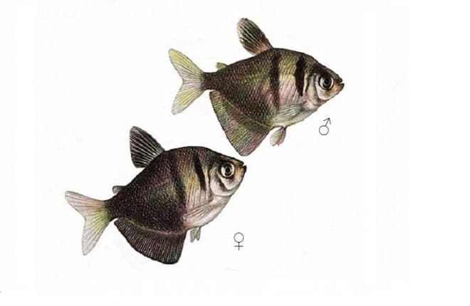 самец и самка