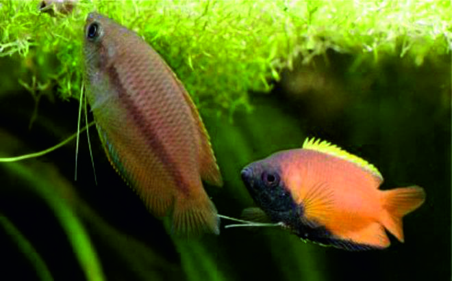 самец и самка самец и самка