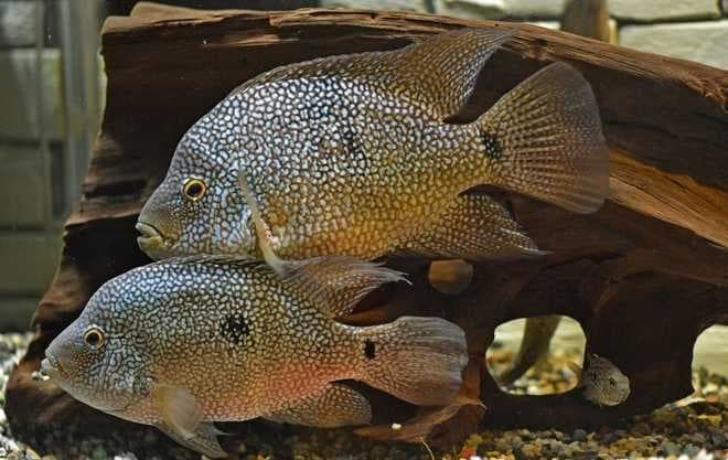 самец и самка самец и самка