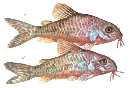 самец и самка крапчатого сома самец и самка крапчатого сома