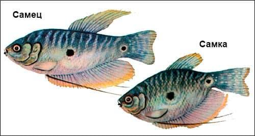 самец и самка мраморного гурами самец и самка мраморного гурами