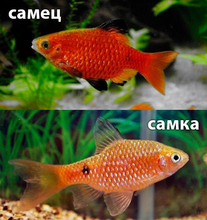 самец и самка самец и самка