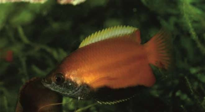 самец самец