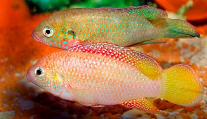 самка и самец хромисов красавецв