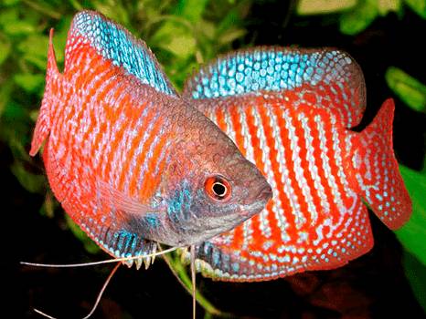 Самка и самец лялиусов Самка и самец лялиусов