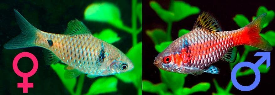 самка и самец алого барбуса самка и самец алого барбуса