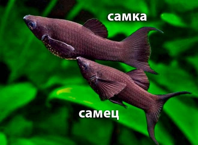 самка и самец черной молли самка и самец черной молли