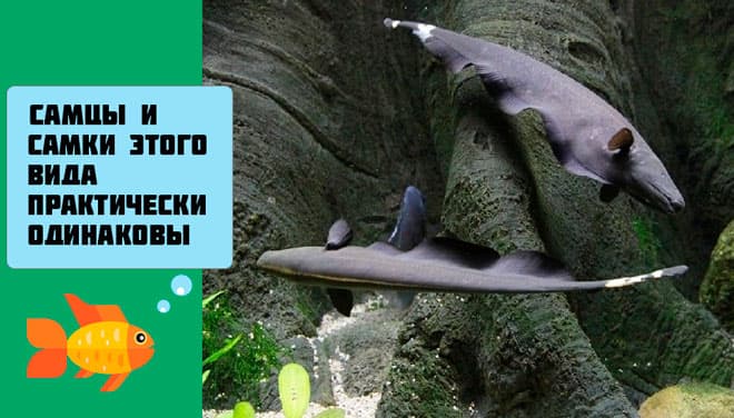 самцы и самки черного ножа самцы и самки черного ножа