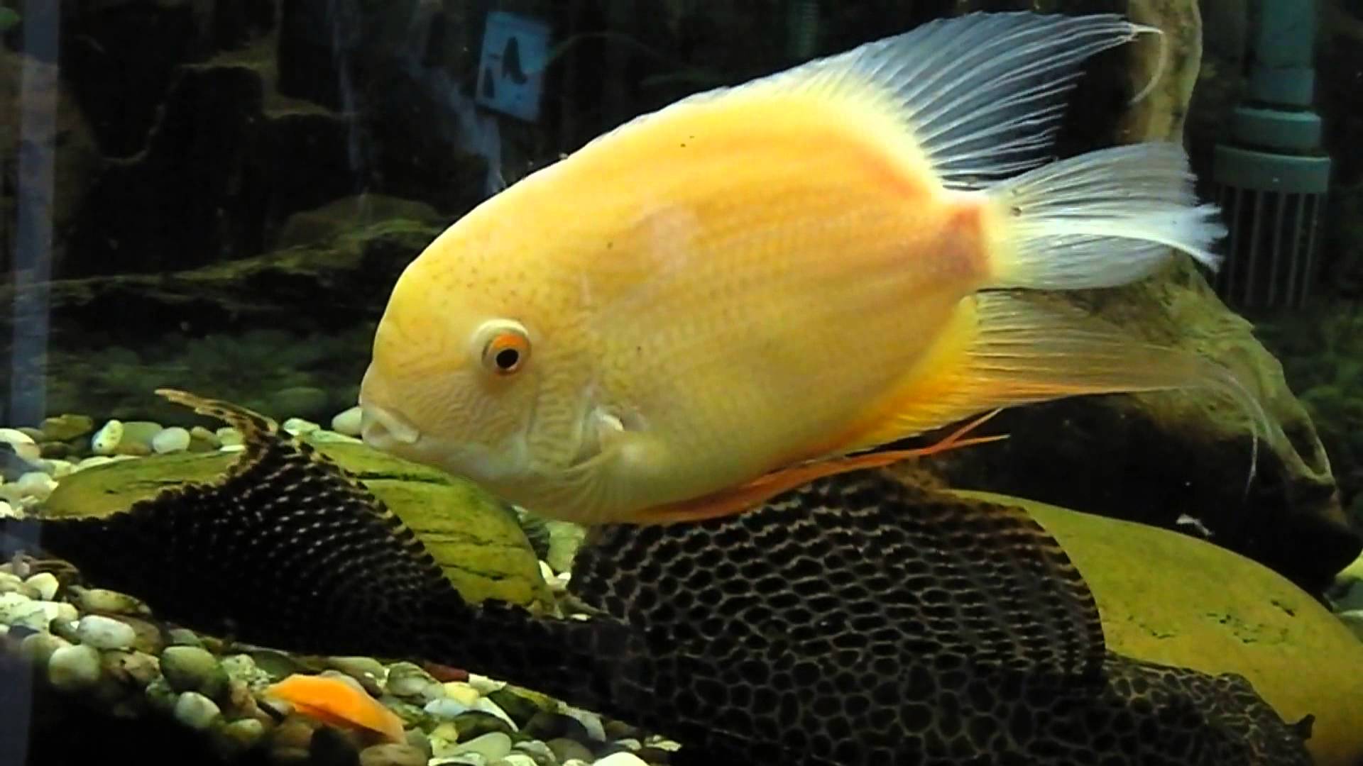 Северум и птеригоплихт