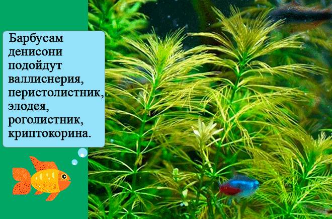 Перистолистник в акве с барбусами денисони Перистолистник в акве с барбусами денисони