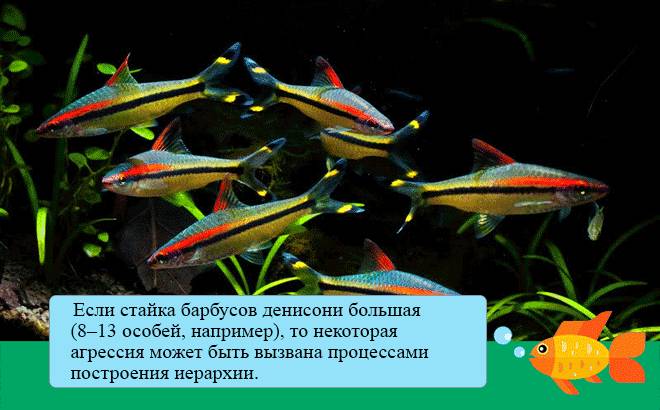 стая барбуса денисони стая барбуса денисони