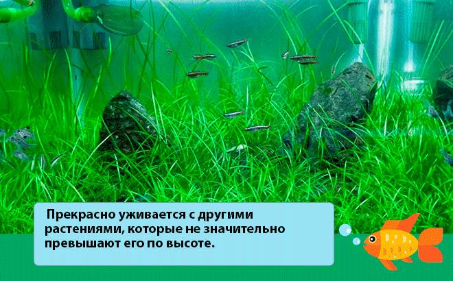 совместимость Эхинодоруса нежный совместимость Эхинодоруса нежный