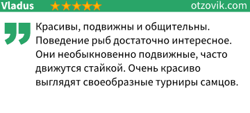 Отзыв Отзыв