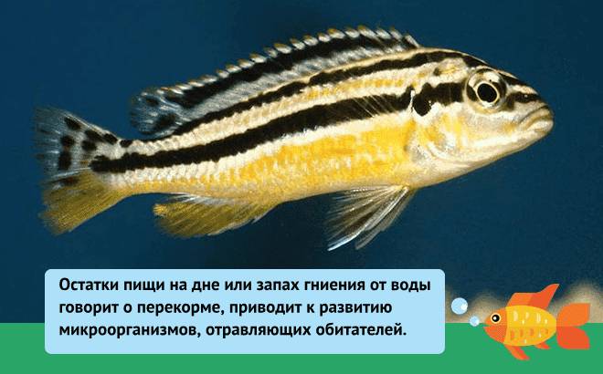 Рыбка Рыбка