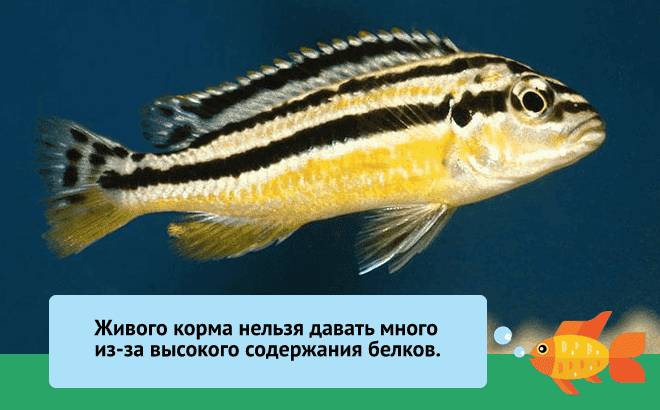 рыбка рыбка