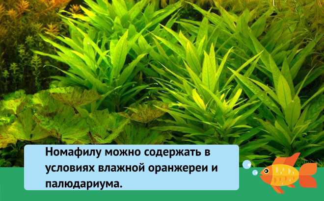 способы выращивания лимонника способы выращивания лимонника