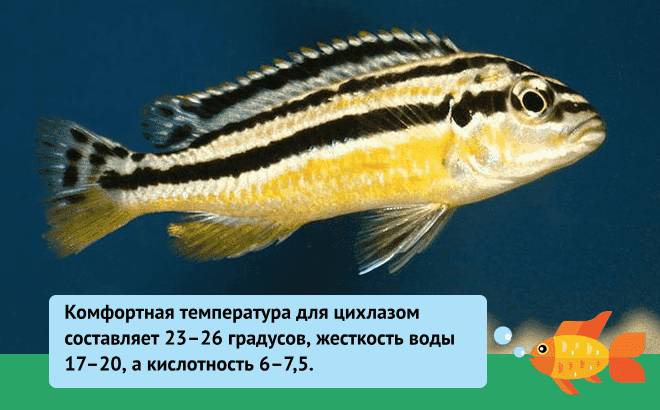Параметры воды для рыбки Параметры воды для рыбки