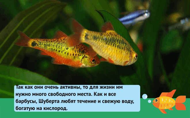 пара барбусов шуберта пара барбусов шуберта
