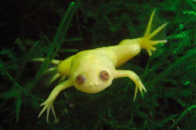 шпорцевая лягушка шпорцевая лягушка