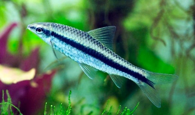 сиамский водорослеед сиамский водорослеед