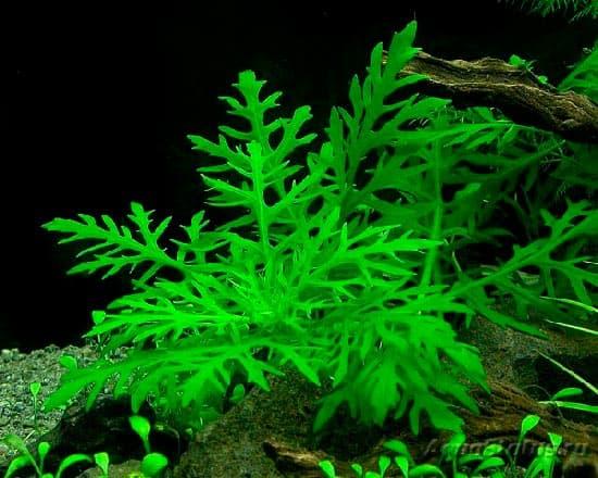 синема синема