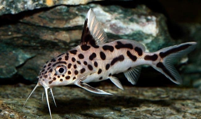 синодонтис синодонтис