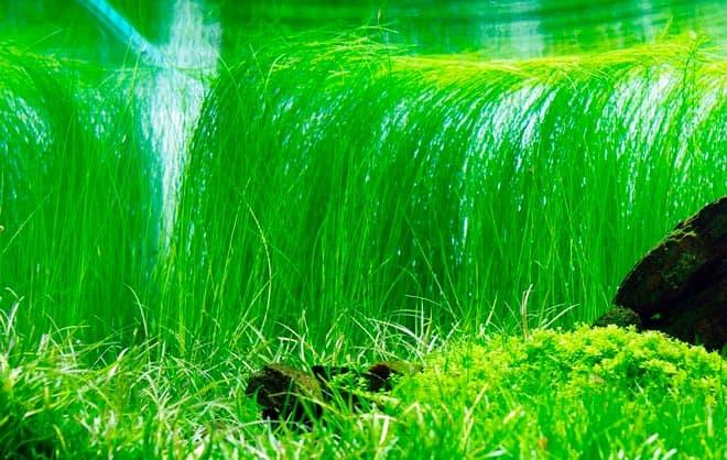 Ситняг Ситняг