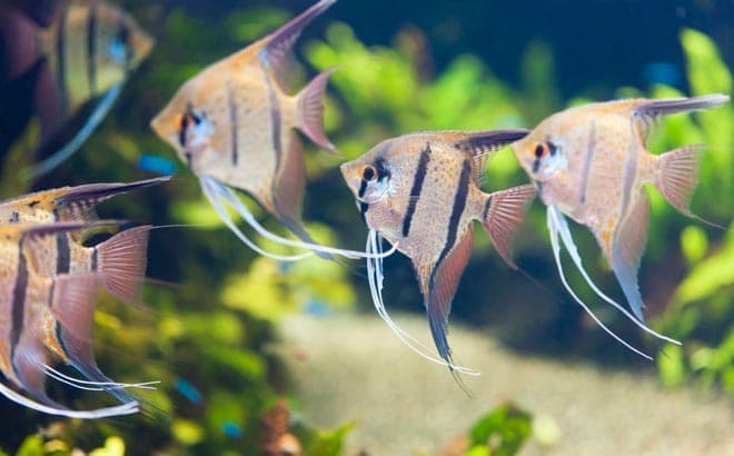 скалярии скалярии