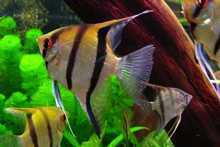 Рыбка скалярия