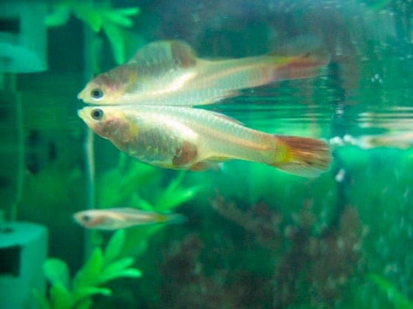 склеился хвост склеился хвост