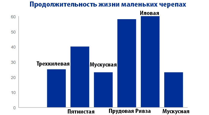 сколько живут маленькие черепахи сколько живут маленькие черепахи
