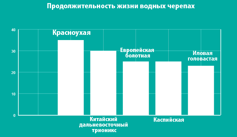 сколько живут водные черепахи сколько живут водные черепахи