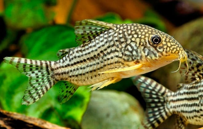 сом коридорас сом коридорас