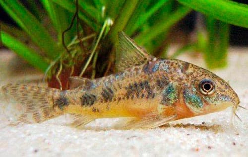 сом коридорас сом коридорас