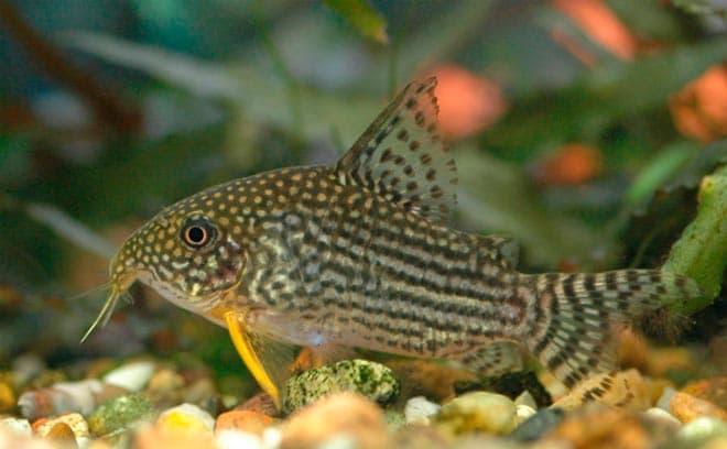 сом коридорас сом коридорас