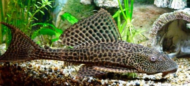 сом плекостомус сом плекостомус
