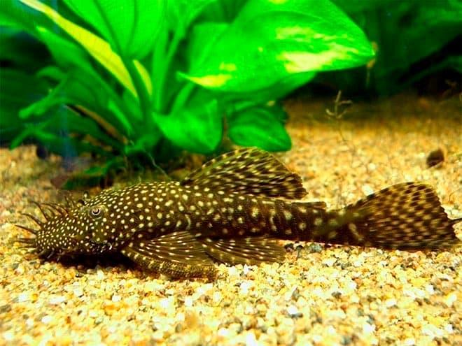 анцитрус сом присоска