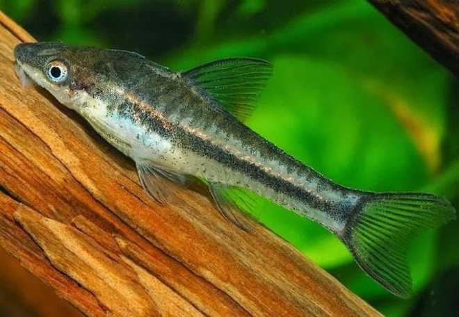 сомик-чистильщик сомик-чистильщик