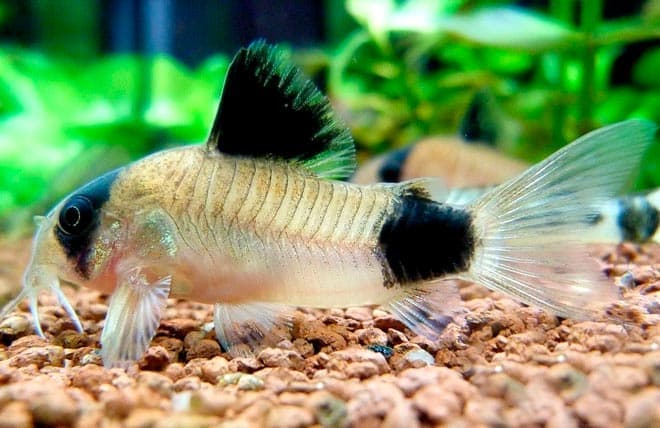 сомик панда