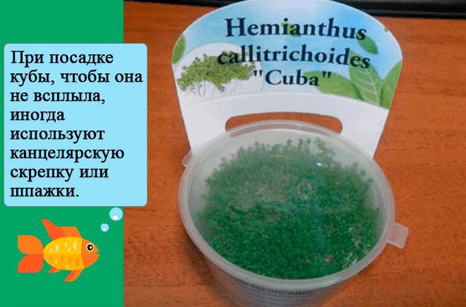 совет по посадке кубы совет по посадке кубы