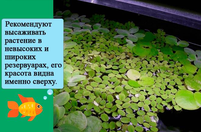 размещение сальвинии размещение сальвинии