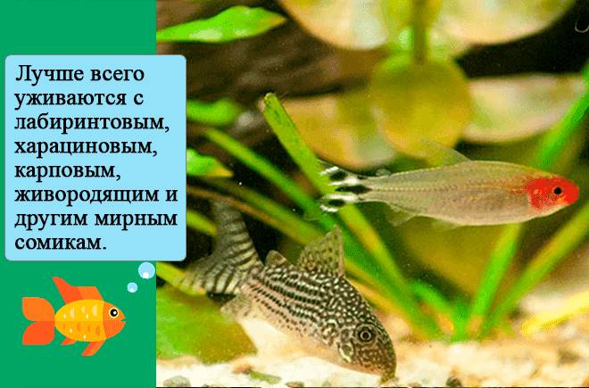 совместимость совместимость