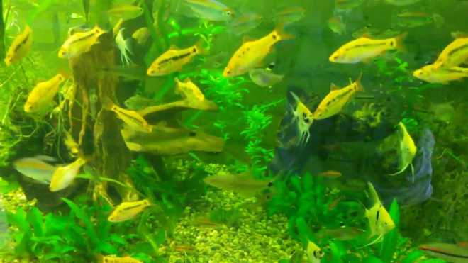 кормление барбусов кормление барбусов