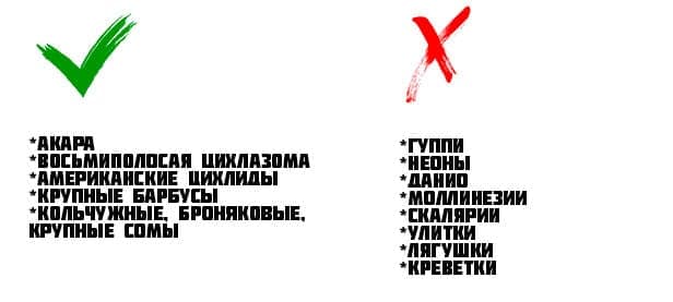 совместимость хромисов красавцев совместимость хромисов красавцев