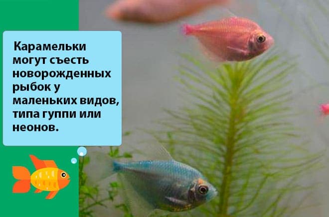 совместимость карамелек совместимость карамелек